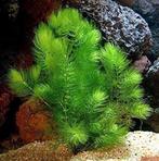 Makkelijke aquariumplant Ceratophyllum demersum, Ophalen, Zo goed als nieuw