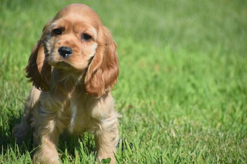 Amerikaanse cocker spaniel pups, Dieren en Toebehoren, Honden | Retrievers, Spaniëls en Waterhonden, Meerdere dieren, Spaniël