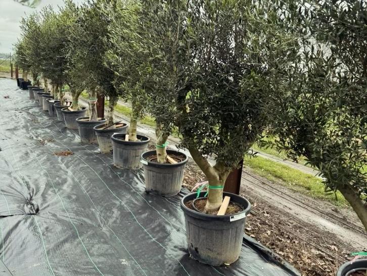 Olijfboom ramificado, Jardin & Terrasse, Plantes | Arbres, Olivier, 100 à 250 cm, Plein soleil, Été, Enlèvement ou Envoi