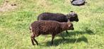 SOAY  SCHAPEN, Schaap