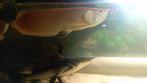 Arowana, Dieren en Toebehoren, Vis, Zoetwatervis