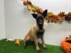 Mechelse Herder pup, Dieren en Toebehoren, België, Reu, CDV (hondenziekte), 8 tot 15 weken
