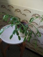 Kerst cactus, Huis en Inrichting, Kamerplanten, Ophalen, Cactus