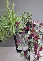 Trois plantes dans un pot moderne., Enlèvement