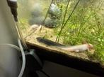 Axolotl kleintjes, eigen kweek, Dieren en Toebehoren, Amfibie, 0 tot 2 jaar