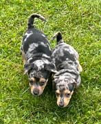 Des chiots Jack Russel uniques, 8 à 15 semaines, Plusieurs, Éleveur | Loisir, Parvovirose