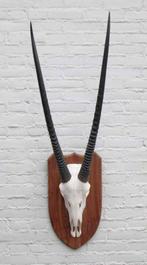 Grote SPIESBOK / ORYX op houten schild - ref. E (gewei), Ophalen of Verzenden, Zo goed als nieuw, Wild dier, Schedel