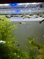 Babyguppen te koop, Vis, Zoetwatervis, Schoolvis