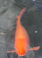 Yamabuki 50cm, Dieren en Toebehoren, Vissen | Vijvervissen