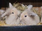 Super schattige tamme dwergkonijntjes, Dieren en Toebehoren, Konijnen