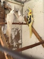 Calopsittes sexe par adn, Dieren en Toebehoren