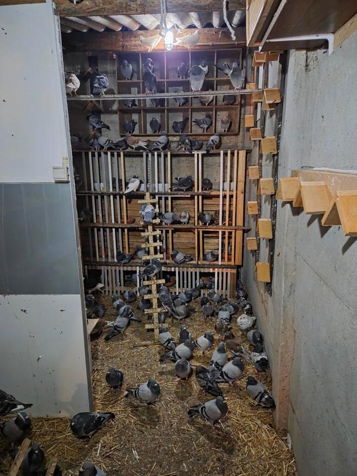 Reisduiven te koop, Dieren en Toebehoren, Vogels | Overige Vogels