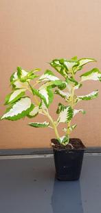 Siernetel Coleus, Tuin en Terras, Planten | Tuinplanten, Vaste plant, Halfschaduw, Herfst, Ophalen