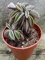 Peperomia Asperula, Minder dan 100 cm, Verzenden, Vetplant