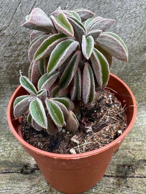 Peperomia Asperula, Maison & Meubles, Plantes d'intérieur, Plante succulente, Moins de 100 cm, Envoi