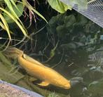 Koi butterfly platinum ogon 75 cm , wegens stopzetting hobby, Dieren en Toebehoren, Vissen | Vijvervissen