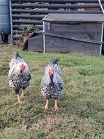 Wyandotte Kriel, Dieren en Toebehoren, Pluimvee