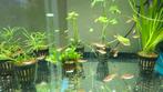 Cherry barbeeltjes , nieuw broed, Dieren en Toebehoren, Vissen | Aquariumvissen