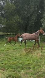Spring hengstenveulen, Dieren en Toebehoren, Springpaard, Gechipt, Niet van toepassing, 0 tot 2 jaar