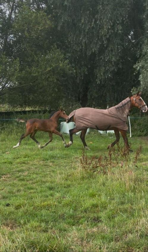 Spring hengstenveulen, Dieren en Toebehoren, Paarden, Hengst, Niet van toepassing, 0 tot 2 jaar, Springpaard, Met stamboom, Gechipt