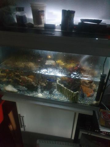 Magnifique aquarium Aquatlantis de 80 cm à vendre ! 