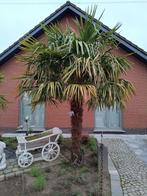 Palmboom (stam 220 cm), Tuin en Terras, Planten | Bomen, Ophalen, Palmboom