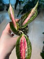 Hoya Pot Of Gold Sunstressed, Huis en Inrichting, Ophalen of Verzenden