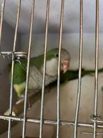 MOOIE KWEEKRIJPE MUISPARKIETEN NU 100 EURO/VOGEL, Meerdere dieren, Papegaai