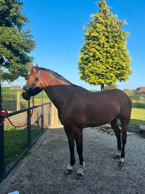 Weide maatje gezocht, Dieren en Toebehoren, Paarden en Pony's | Beschermers, Ophalen of Verzenden
