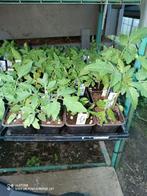 Panier suspendu Dwarf Tumbling Tom Red plants de tomate, Annuelle, Enlèvement, Plantes potagères, Mi-ombre