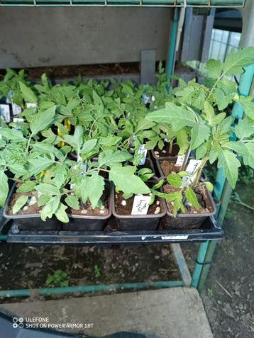 Panier suspendu Dwarf Tumbling Tom Red plants de tomate