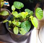 Violettes odorantes + Myosotis, Enlèvement