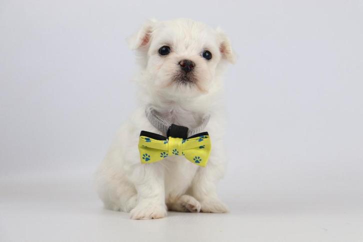 Maltezer pups, Belgisch fokker, Dieren en Toebehoren, Honden | Chihuahua's en Gezelschapshonden, Meerdere dieren, Maltezer, Fokker | Professioneel