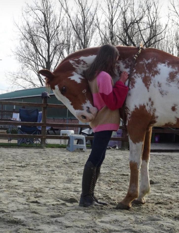 Op zoek naar een verzorger voor braaf en betrouwbaar paard, Dieren en Toebehoren, Paarden, Ruin