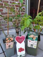 Frambozen-3 stuks-rood-oranje-geel, Tuin en Terras, Planten | Tuinplanten, Volle zon, Vaste plant, Ophalen of Verzenden, Zomer