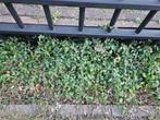 Gratis Vinca minor Alba (Kleine witte maagdenpalm) 6m x 0,3m, Ophalen, Bodembedekkers, Vaste plant, Halfschaduw
