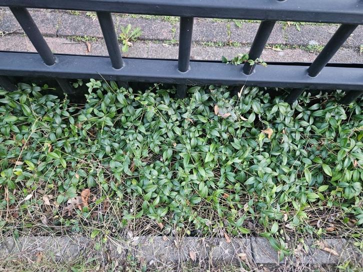 Gratis Vinca minor Alba (Kleine witte maagdenpalm) 6m x 0,3m, Tuin en Terras, Planten | Tuinplanten, Vaste plant, Bodembedekkers
