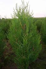 Thuja Plicata Atrovirens ( Levensboom ), Tuin en Terras, Planten | Struiken en Hagen, Haag, Conifeer, Ophalen