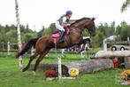Springpaard van 10 jaar oud, Dieren en Toebehoren, Paarden, Merrie, Springpaard, Z, 7 tot 10 jaar