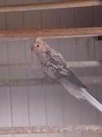 valkparkiet, Dieren en Toebehoren, Meerdere dieren, Parkiet