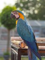 Ara 2021 tam, pratend vrouwtje. ZONDER KOOI, Dieren en Toebehoren, Vrouwelijk, Papegaai, Pratend
