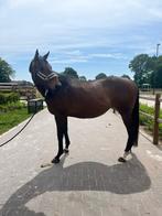 Super liever merrie, Dieren en Toebehoren, Paarden, Merrie