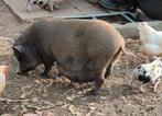 Jeune truie (mini-cochon) cherche un nouveau foyer, Animaux & Accessoires, Moutons, Chèvres & Cochons, Porcs