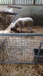 Jonge mooie dekram, Dieren en Toebehoren