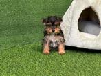 Chiots Yorkshire Terrier