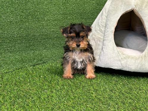 Chiots Yorkshire Terrier, Animaux & Accessoires, Chiens | Jack Russell & Terriers, Chienne, Yorkshire Terrier, Éleveur | Professionnel