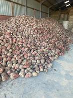 Voederbieten, Ophalen