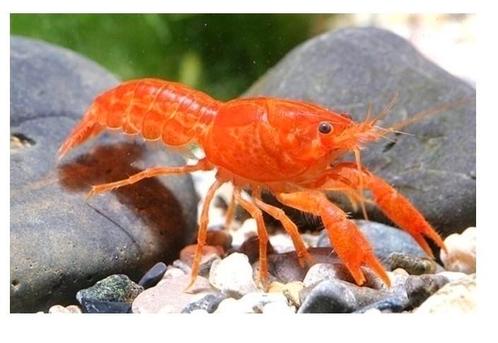 Rode CPO dwergkreeft – €5, Dieren en Toebehoren, Vissen | Aquariumvissen, Zoetwatervis, Kreeft, Krab of Garnaal