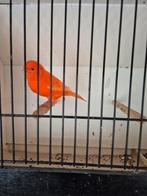 Rode kanaries, Dieren en Toebehoren, Vogels | Kanaries, Meerdere dieren, Kleurkanarie