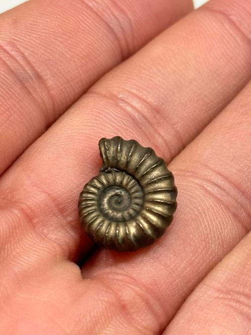 Fossile d'ammonite pyrite fer vieux 196 millions d'années, Collections, Minéraux & Fossiles, Fossile, Enlèvement ou Envoi